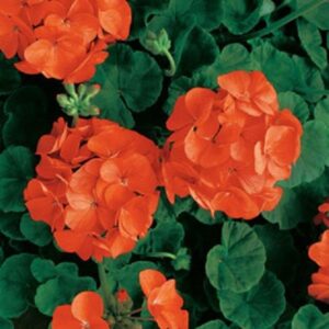 Geranium Zonal Grandeur® 'Classic Orange' Plug Plants New Pack x6
