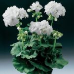 Geranium Zonal Grandeur® Classic White Summer Plug Plants Pack x6