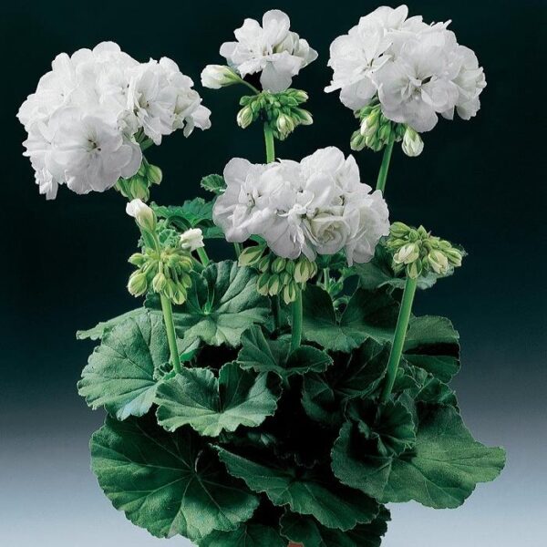Geranium Zonal Grandeur® Classic White Summer Plug Plants Pack x6