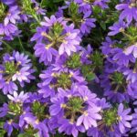 Scaevola 'Power Laguna Blue' Trailing Basket Plug Plants Pack x6