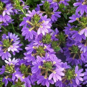Scaevola 'Power Laguna Blue' Trailing Basket Plug Plants Pack x6