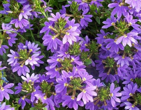 Scaevola 'Power Laguna Blue' Trailing Basket Plug Plants Pack x6