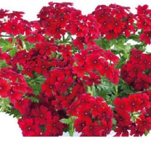 Verbena Trailing Vectura® 'Scarlet' Garden Basket Plug Plants Pack x6
