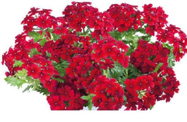 Verbena Trailing Vectura® 'Scarlet' Garden Basket Plug Plants Pack x6