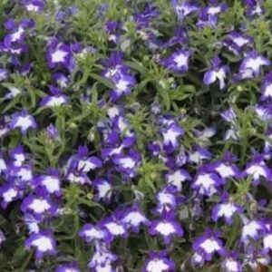 Lobelia Trailing Superstar® Hanging Basket Plug Plants Pack x6