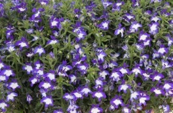 Lobelia Trailing Superstar® Hanging Basket Plug Plants Pack x6