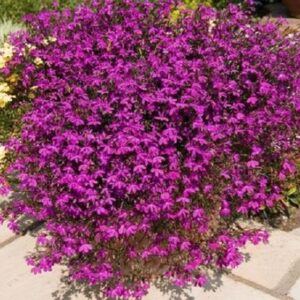 Lobelia Trailing Purple Star® Hanging Basket Plug Plants Pack x6