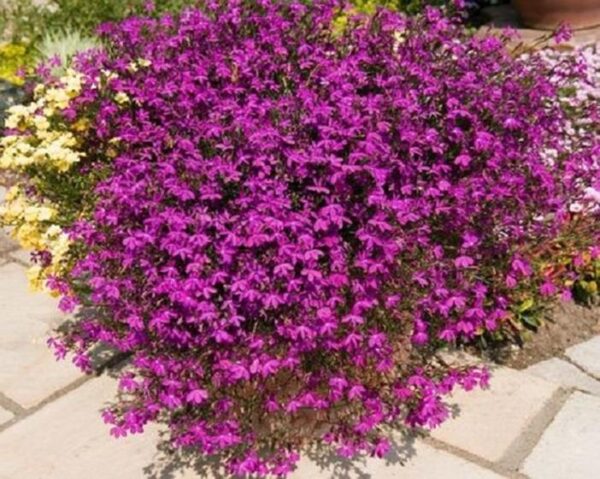 Lobelia Trailing Purple Star® Hanging Basket Plug Plants Pack x6