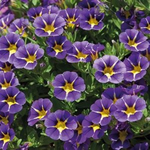Calibrachoa Trailing Million Bells 'Special Blue Starlight' Plug Plants Pack x6