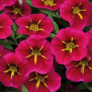 Calibrachoa Trailing Million Bells 'Special Cherry Starlight' Plug Plants Pack x6