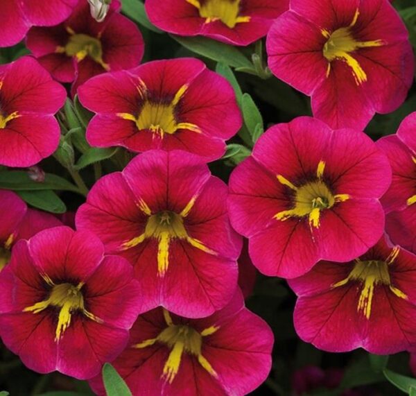 Calibrachoa Trailing Million Bells 'Special Cherry Starlight' Plug Plants Pack x6