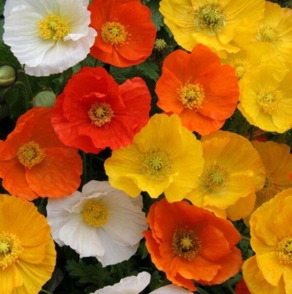 Dwarf Poppy 'Garden Gnome' Papavera LARGE Perennial Garden Plug Plants