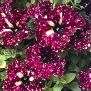 Petunia Semi-Trailing 'Lightning Sky®' Summer Plug Plants Pack x 6 New!