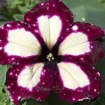 Petunia Semi-Trailing 'Lightning Sky®' Summer Plug Plants Pack x 6 New!