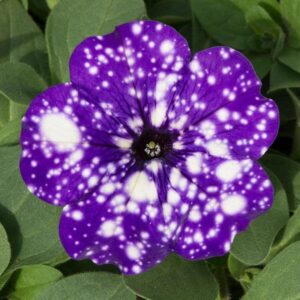 Petunia Semi-Trailing 'Night Sky®' Summer Plug Plants Pack x 6 New!