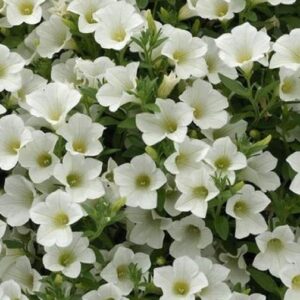 Petunia Trailing Surfinia 'White' Summer Garden Plug Plants Pack x6