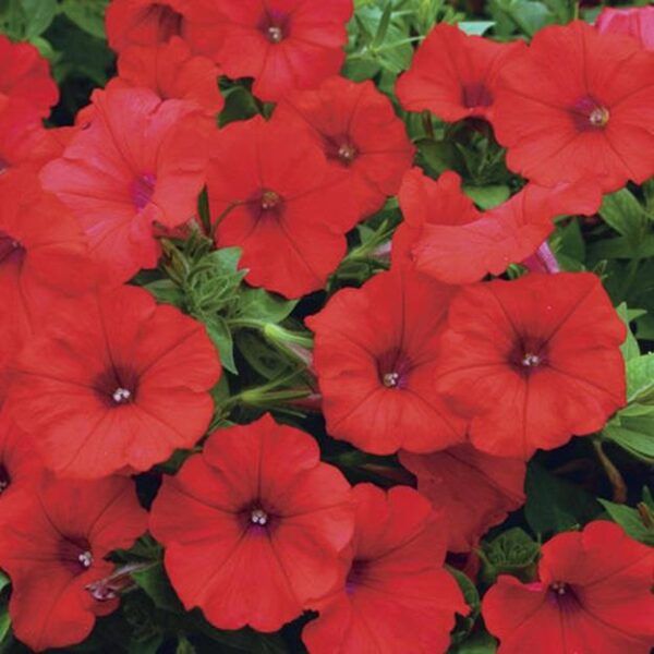 Surfinia Trailing Petunias 'Red' Summer Garden Plug Plants Pack x6
