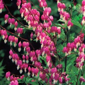 Dicentra Spectabilis (Bleeding Heart) Amore Rose Perennial Plug Plants Pack x6