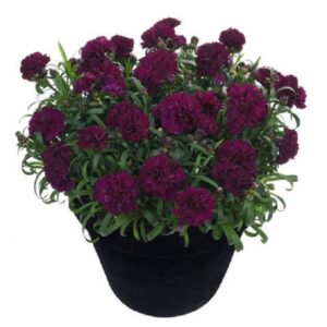 Dianthus Sunflor® 'Beetle' Pinks Perennial Plug Plants Pack x6