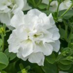 Petunia Trailing Double Tumbelina 'Diana' Basket / Garden Plug Plants Pack x6