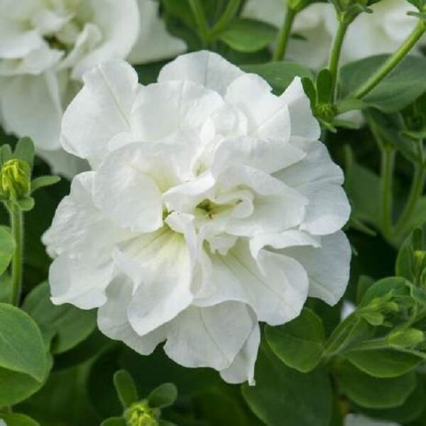 Petunia Trailing Double Tumbelina 'Diana' Basket / Garden Plug Plants Pack x6