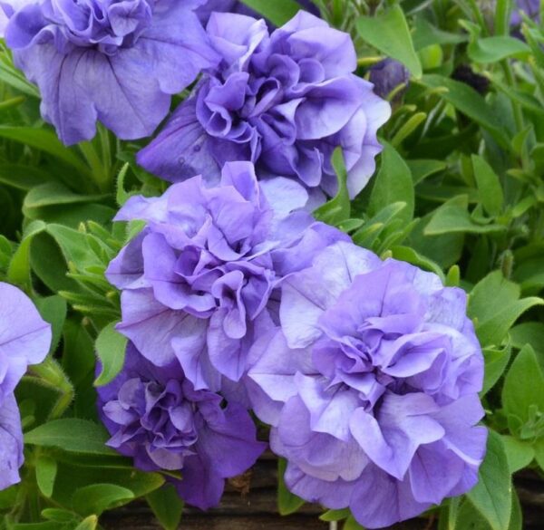 Petunia Trailing Tumbelina "Sophia" Trailing Basket Plug Plants x6