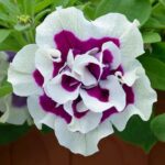 Petunia Trailing Tumbelina "Bella" Trailing Basket Plug Plants x6