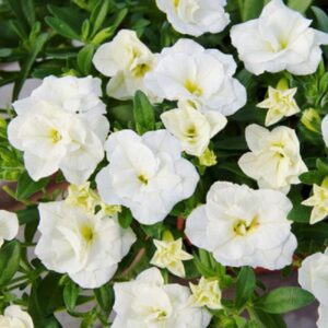 Calibrachoa Trailing Mini Petunia 'Double White' Plug Plants Pack x6