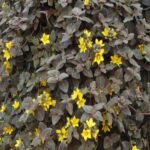 Lysimachia Midnight Sun Trailing Plug Plants Pack x6
