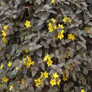 Lysimachia Midnight Sun Trailing Plug Plants Pack x6