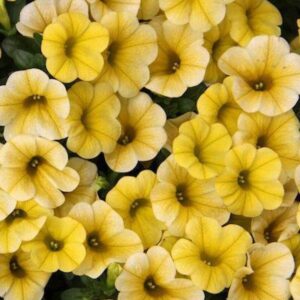 Calibrachoa Trailing Mini Petunias Million Bells 'Yellow' Plug Plants Pack x6