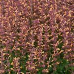 Agastache 'Peachie Keen' Perennial Plug Plants Pack x6