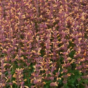 Agastache 'Peachie Keen' Perennial Plug Plants Pack x6