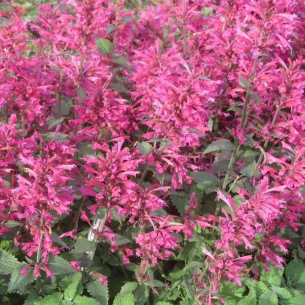 Agastache 'Morello' Perennial Plug Plants Pack x6