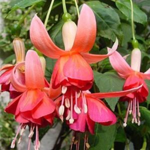 Fuchsia Trailing 'Dancing Flame' Summer Garden Plug Plants Pack x6