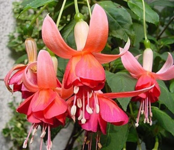 Fuchsia Trailing 'Dancing Flame' Summer Garden Plug Plants Pack x6
