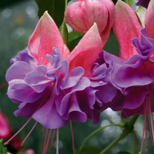 Fuchsia Trailing Giant 'Cecile' Garden Plug Plants Pack x6