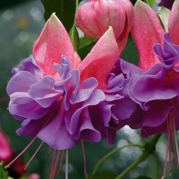 Fuchsia Trailing Giant 'Cecile' Garden Plug Plants Pack x6