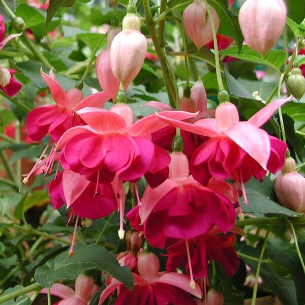Fuchsia Hardy Bush 'Garden News' Plug Plants Pack x6