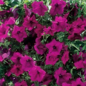 Petunia Trailing Surfinia 'Purple' Summer Garden Plug Plants Pack x6