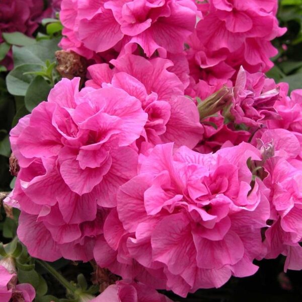 Petunia Trailing Tumbelina "Candyfloss" Trailing Basket Plug Plants X 6