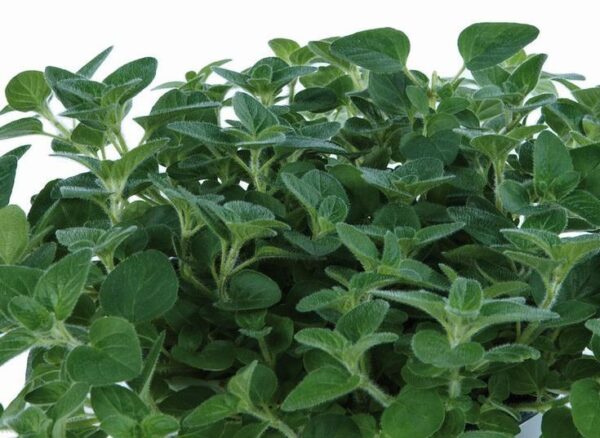 Origanum (Common Oregano) Vulgare 'Margeritha' Herb Plug Plants Pack x6