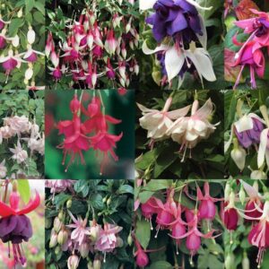Fuchsia Trailing 'Mixed Varieties' Summer Garden Plug Plants Pack x12