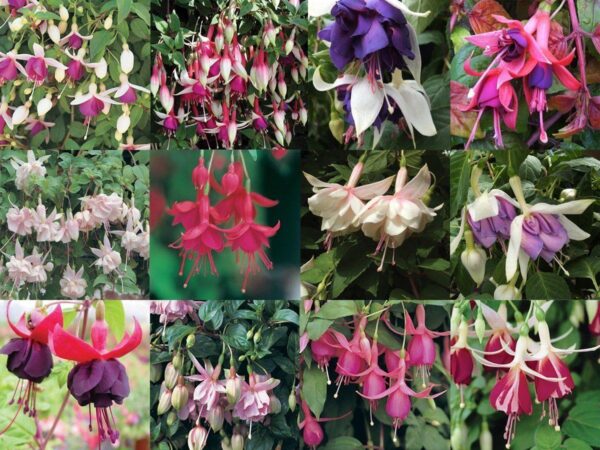 Fuchsia Trailing 'Mixed Varieties' Summer Garden Plug Plants Pack x12