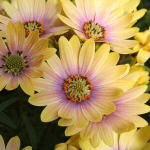 Osteospermum Cape Daisy Erato® 'Lemon Pink' Summer Plug Plants Pack x6