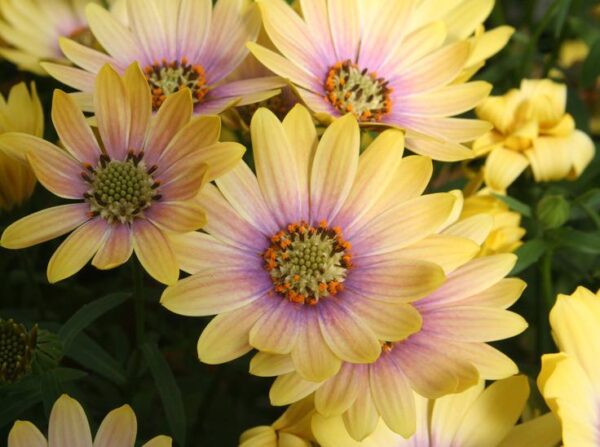 Osteospermum Cape Daisy Erato® 'Lemon Pink' Summer Plug Plants Pack x6