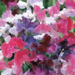 Sweet Peas Mixed Selection Plug Plants Pack x6