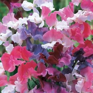 Sweet Peas Mixed Selection Plug Plants Pack x6
