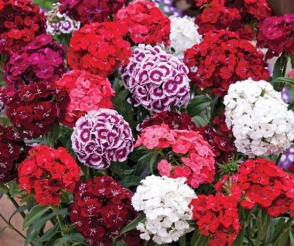 Sweet William Dianthus Barbatus 'Dash Mixed' Garden Plug Plants Pack x6