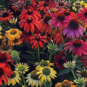 Echinacea 'Cheyenne Spirit' Perennial Garden Plug Plants Pack x6